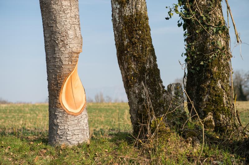 Image de la pièce numéro 530